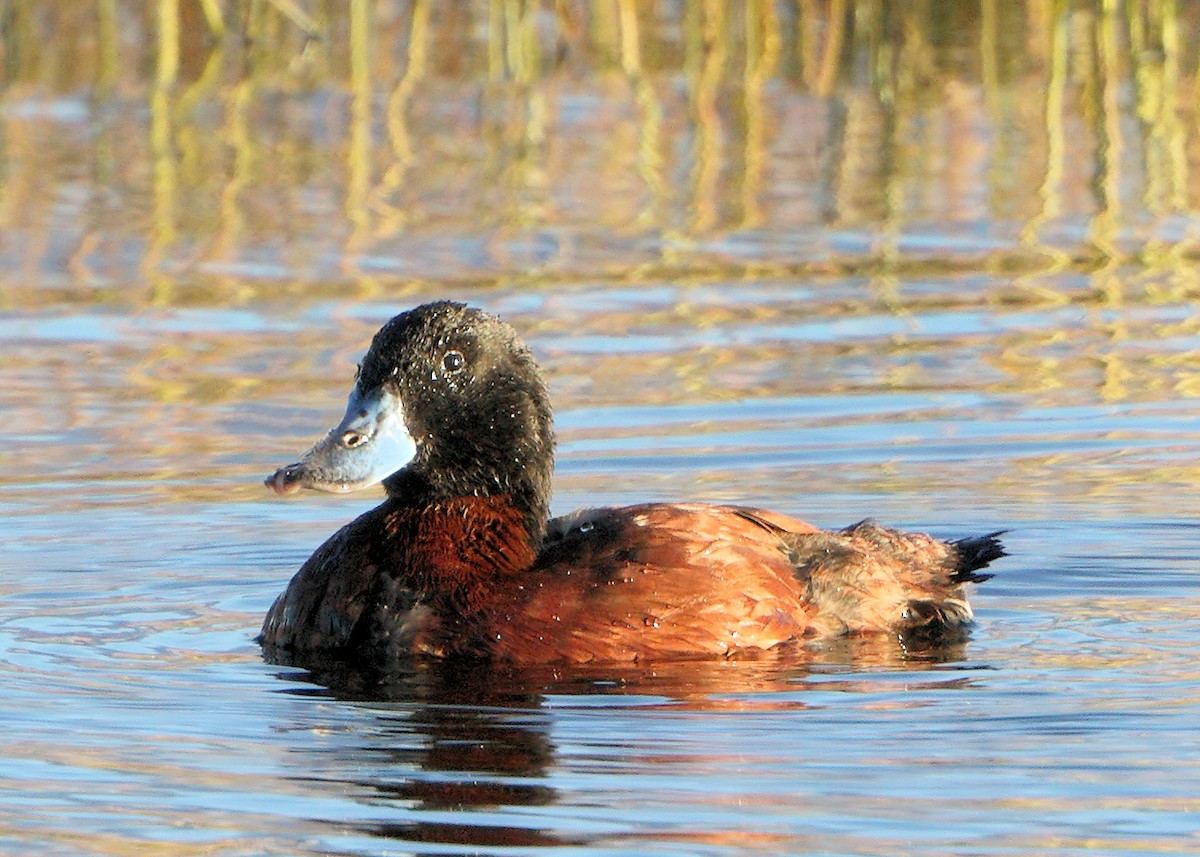 Andean Duck - ML205591261