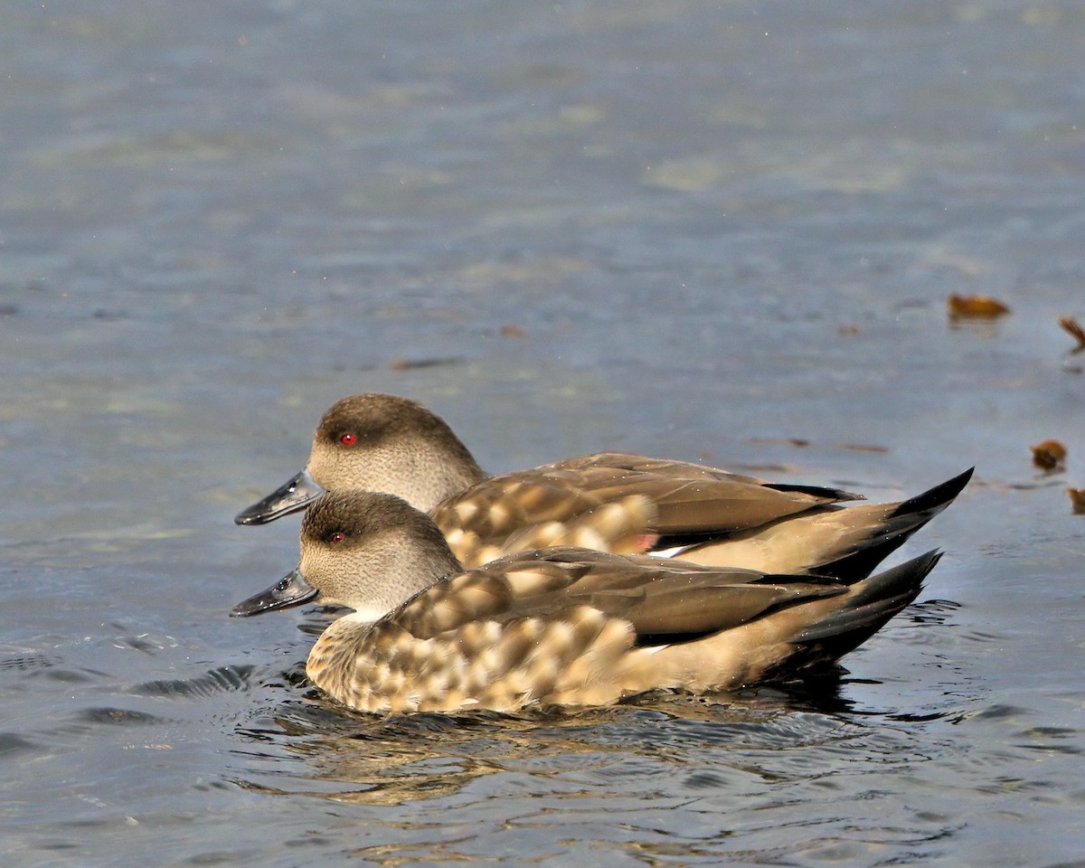 Crested Duck - ML205591271