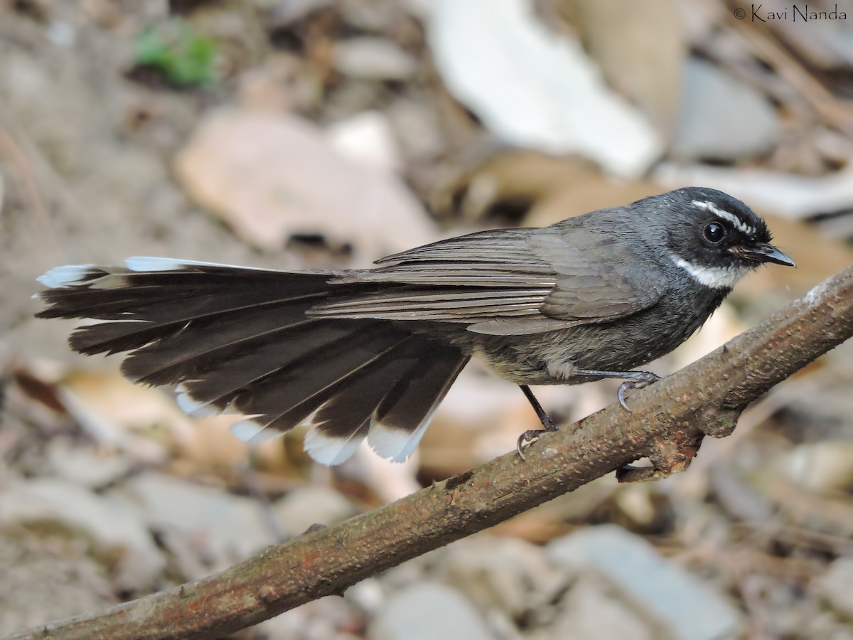 White-throated Fantail - ML205591561