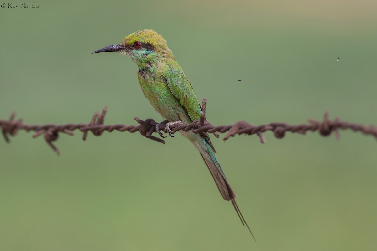Asian Green Bee-eater - Kavi Nanda