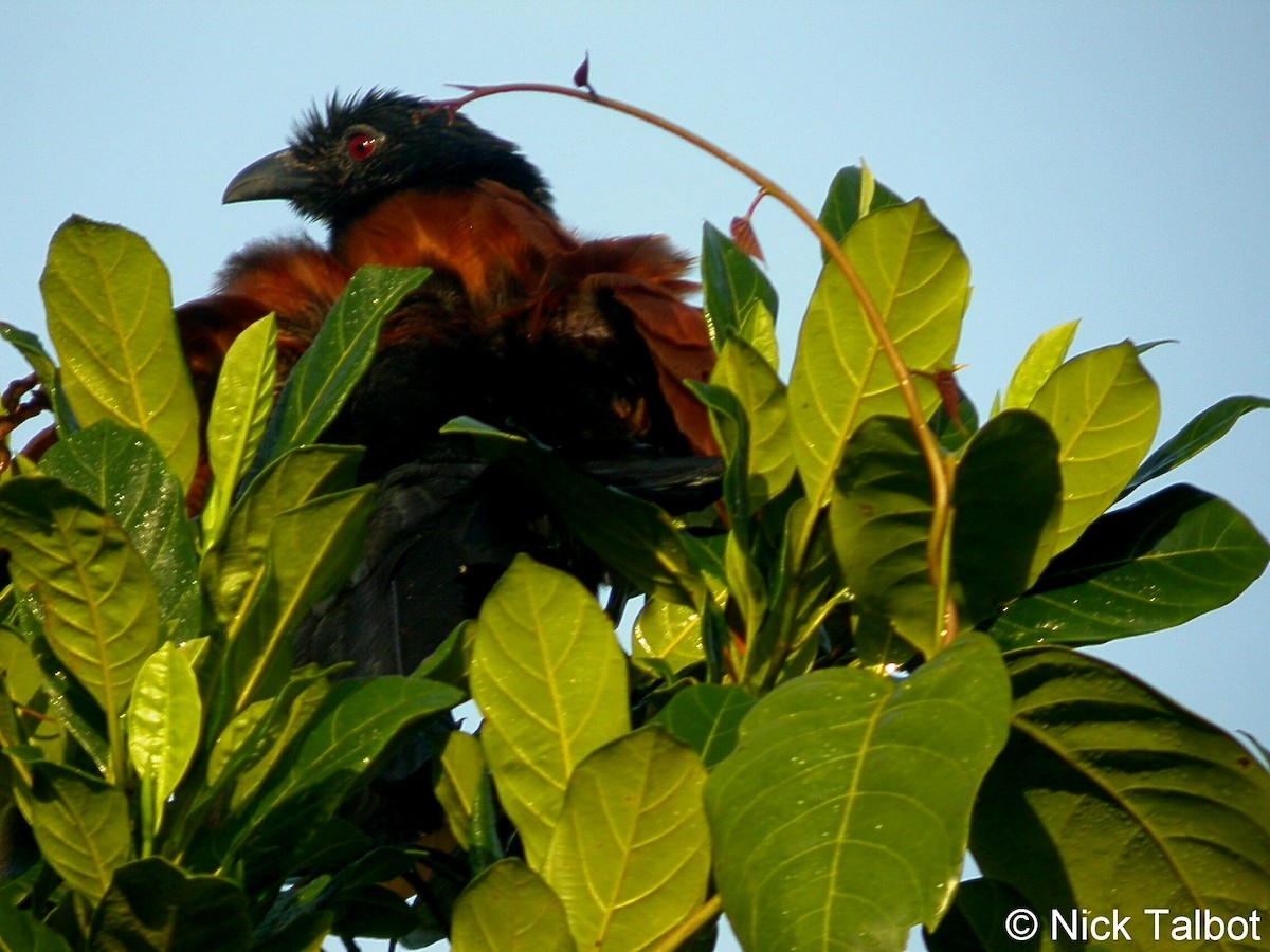 Greater Coucal (Greater) - Nicholas Talbot