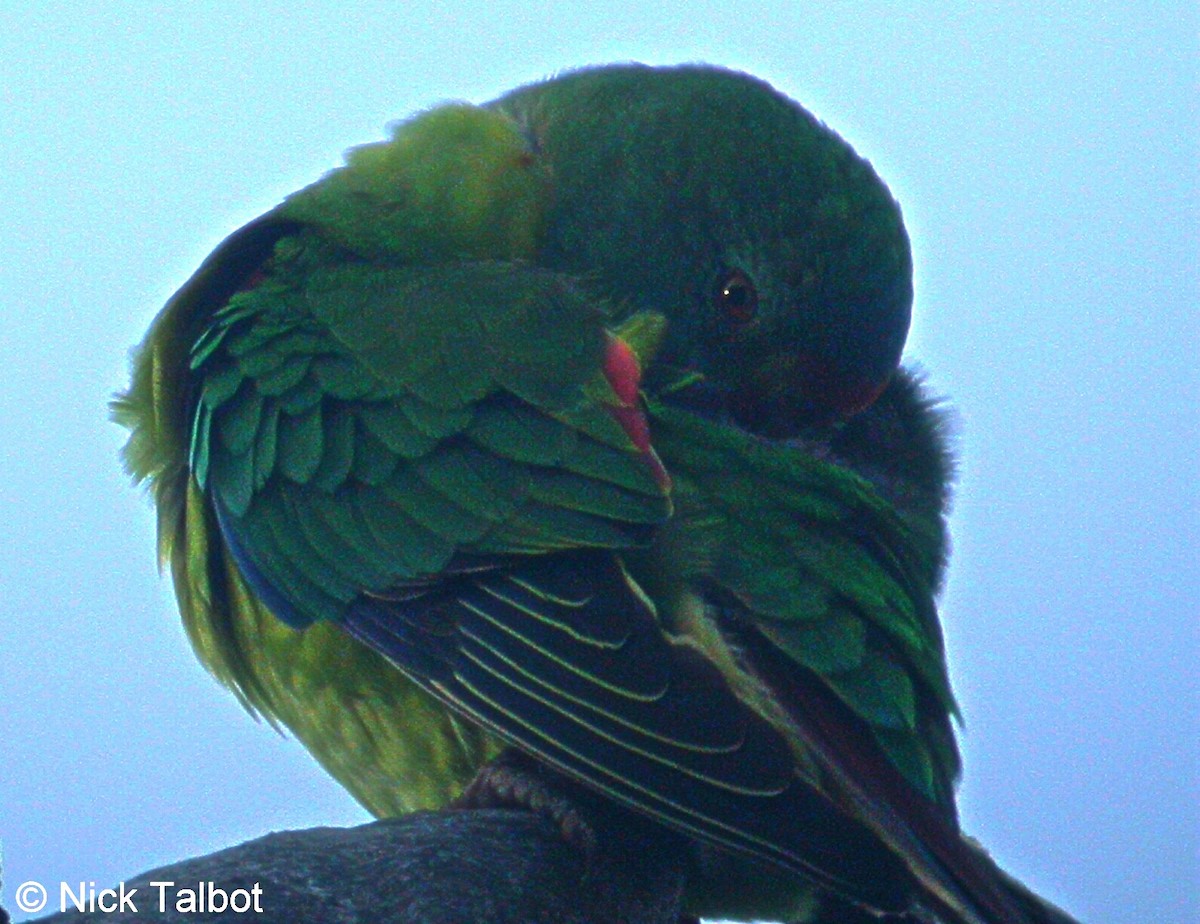 Swift Parrot - Nicholas Talbot