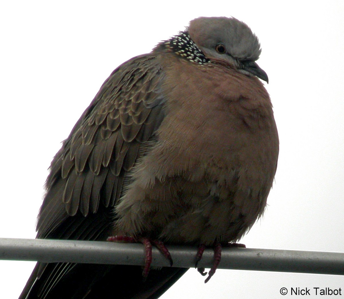 Spotted Dove (Eastern) - ML205592171