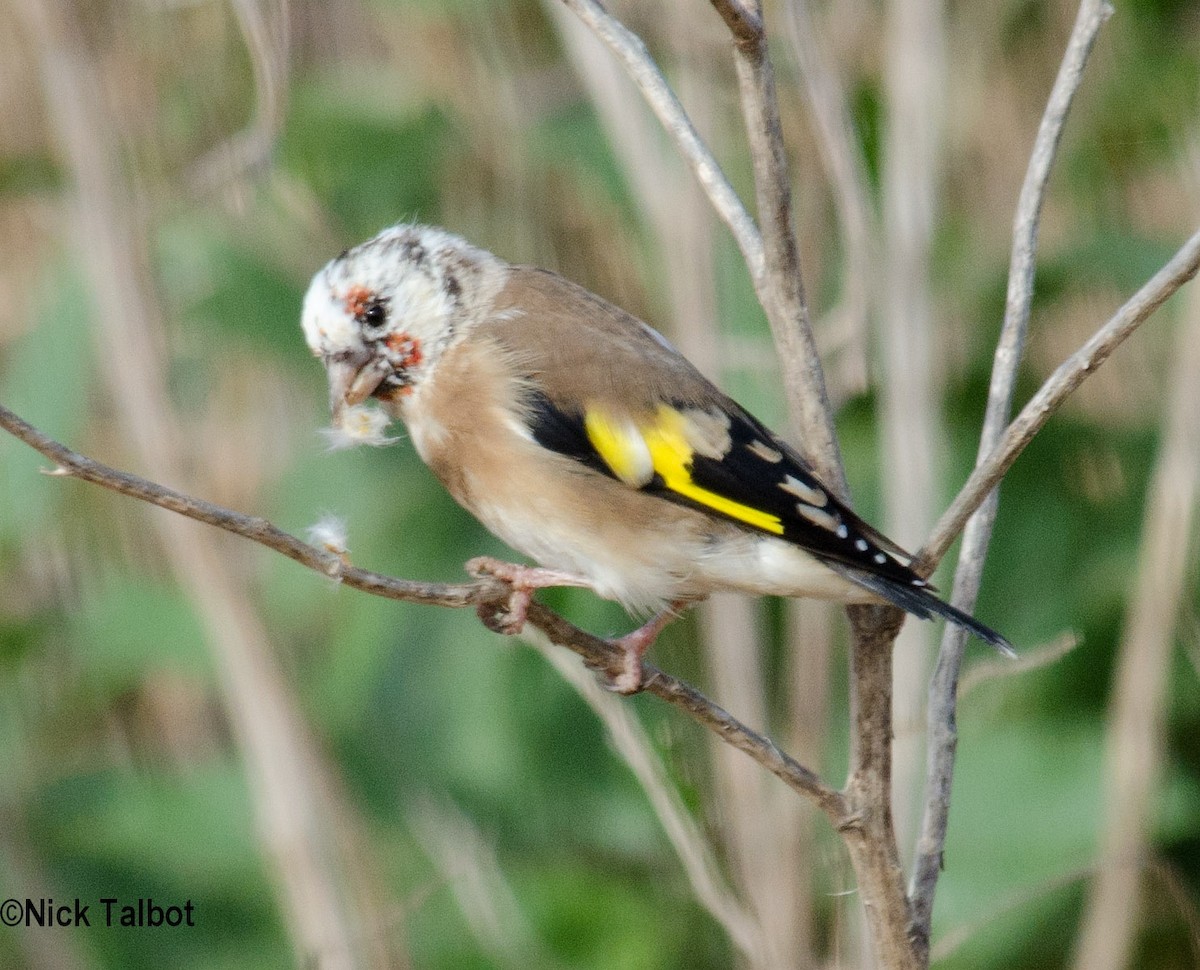 European Goldfinch (European) - Nicholas Talbot