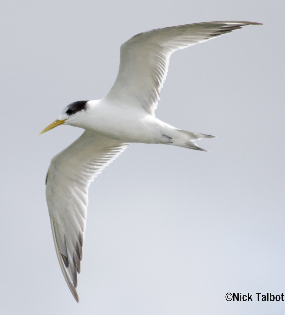 Great Crested Tern - ML205592631