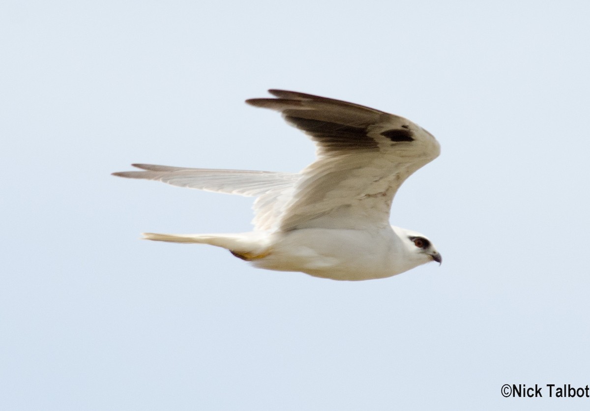 Black-shouldered Kite - ML205592681