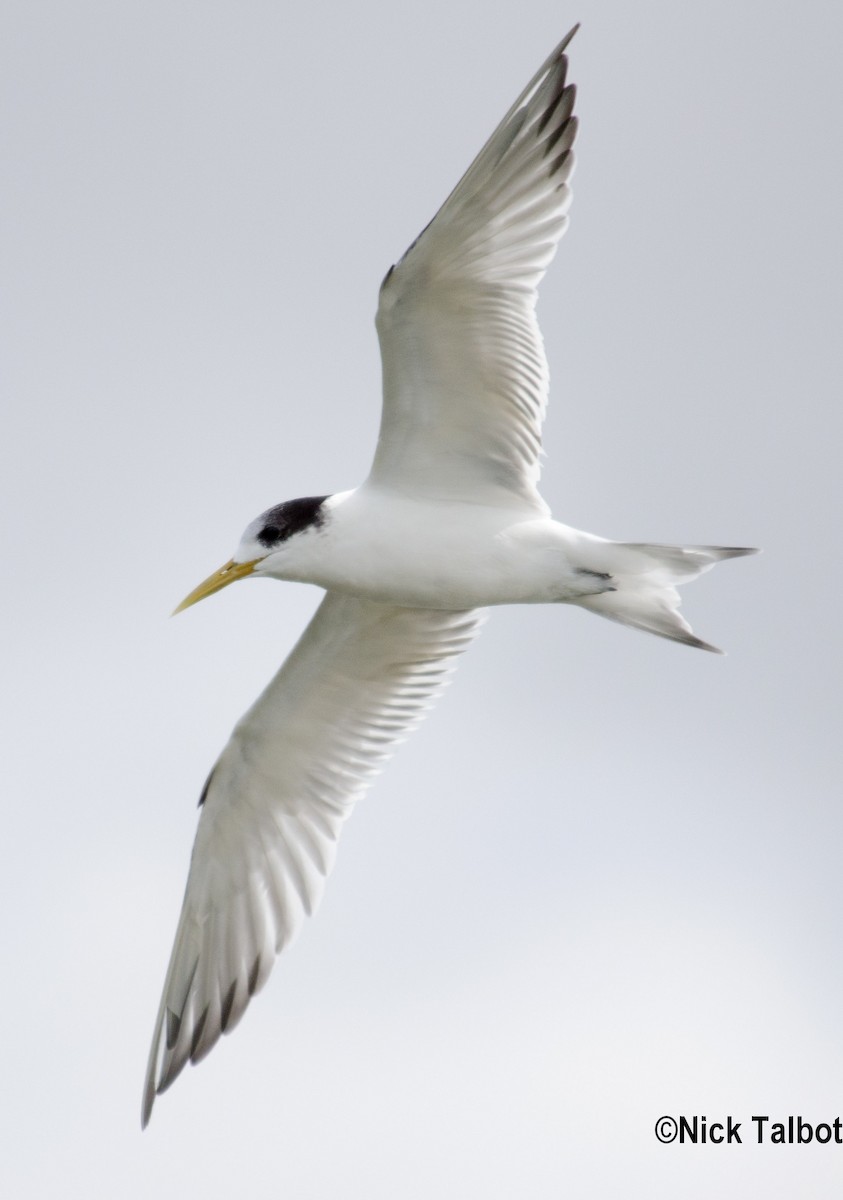 Great Crested Tern - ML205592711