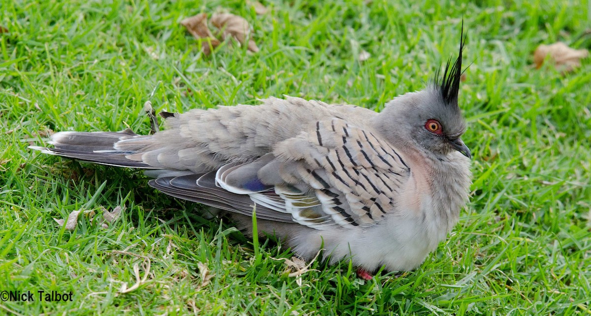 Crested Pigeon - Nicholas Talbot