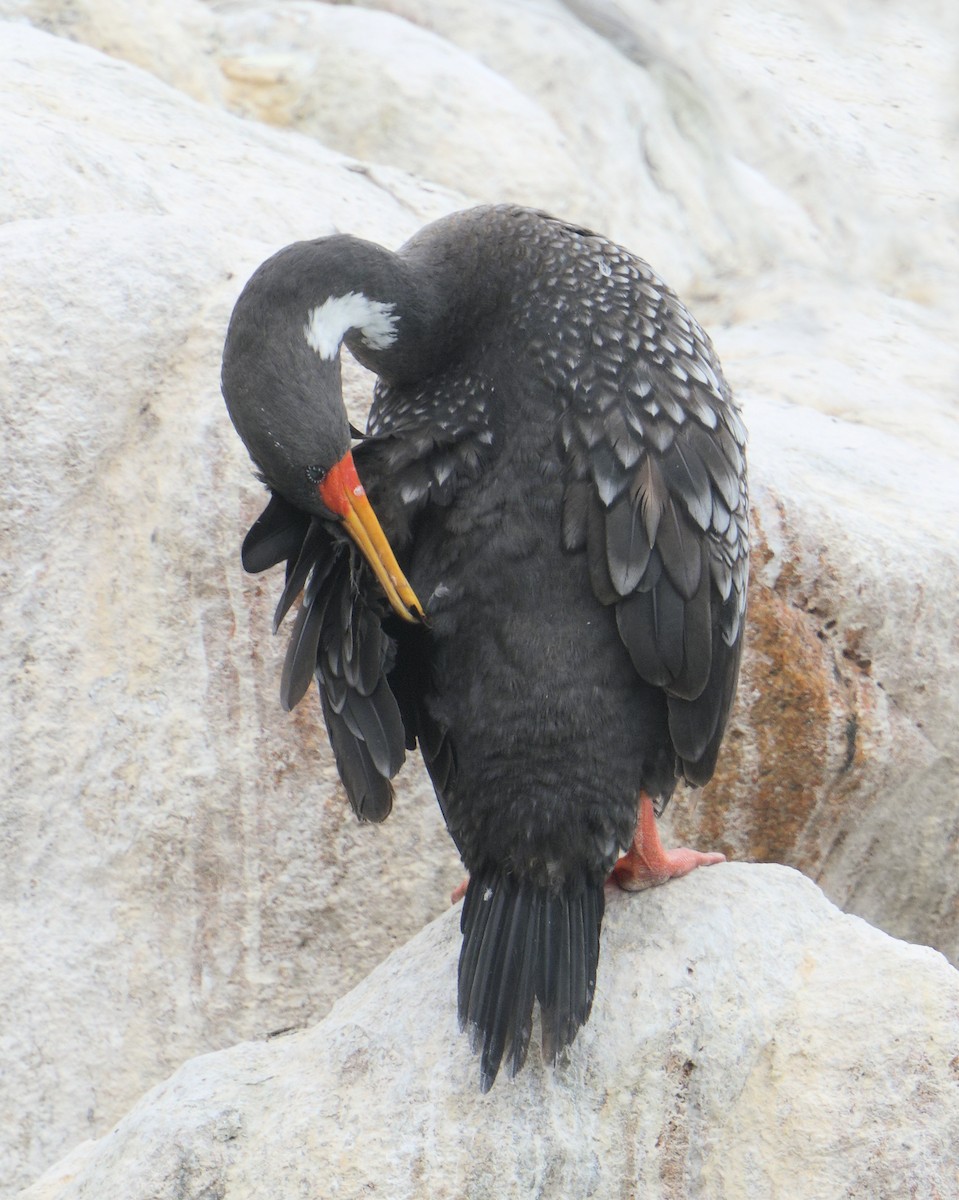 Red-legged Cormorant - ML205592821