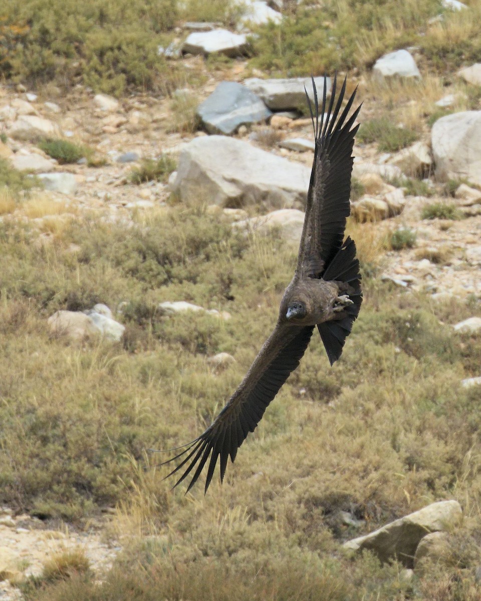 Andean Condor - Ian K Barker