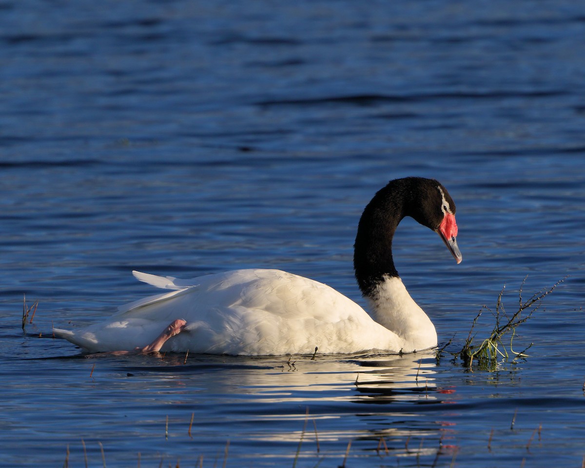 Black-necked Swan - ML205593051