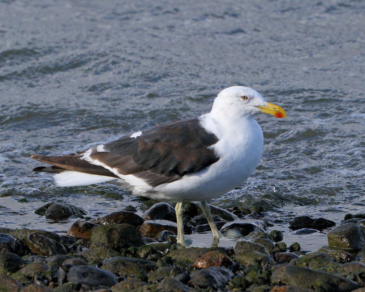 Kelp Gull (dominicanus) - Ian K Barker