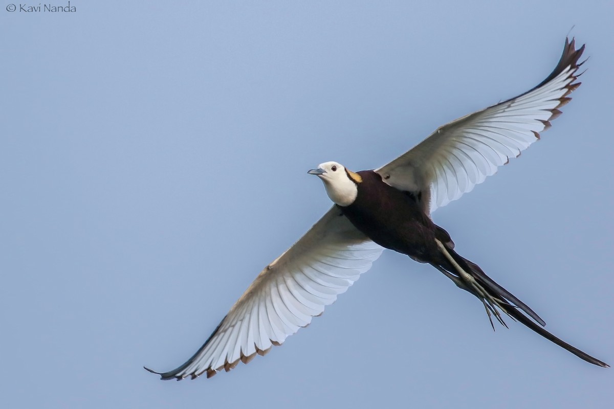 Pheasant-tailed Jacana - ML205593231