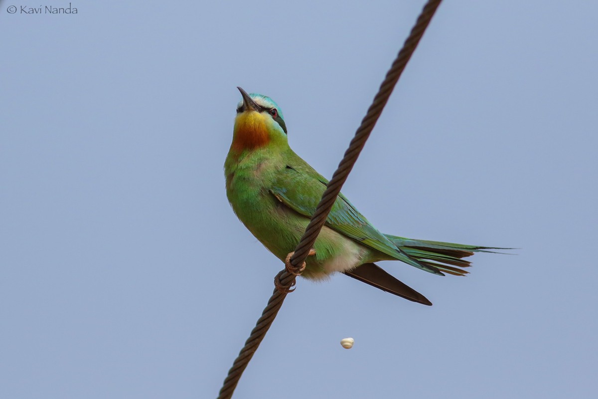 Blue-cheeked Bee-eater - Kavi Nanda
