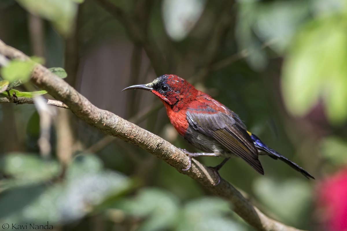 Crimson Sunbird (Crimson) - Kavi Nanda