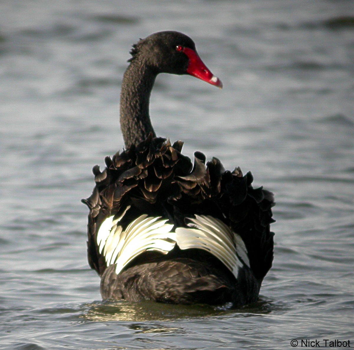 Black Swan - Nicholas Talbot