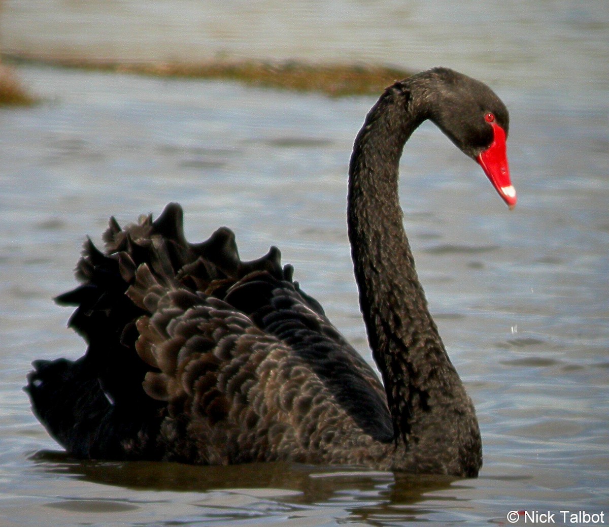 Black Swan - Nicholas Talbot