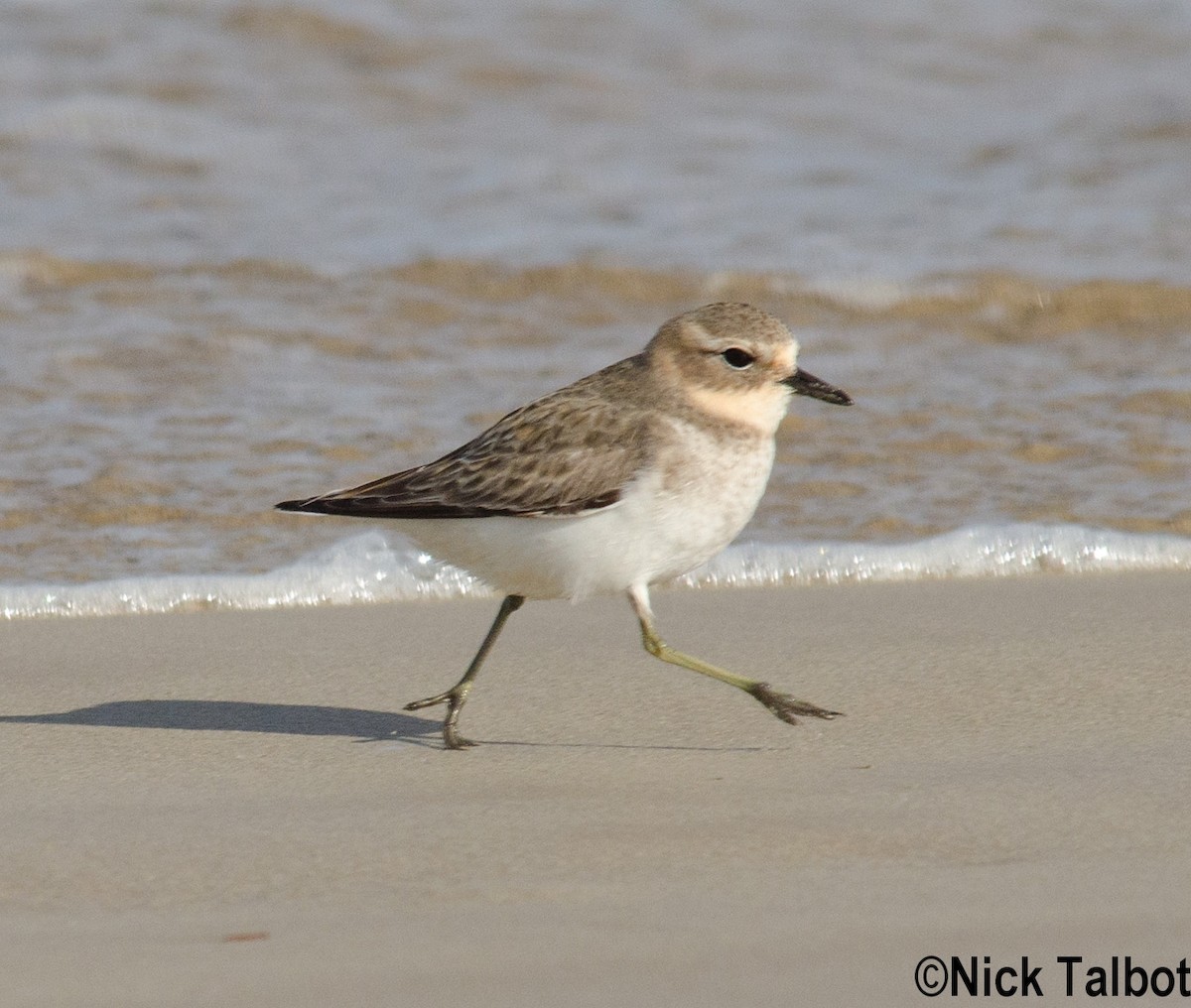 Double-banded Plover - ML205594691