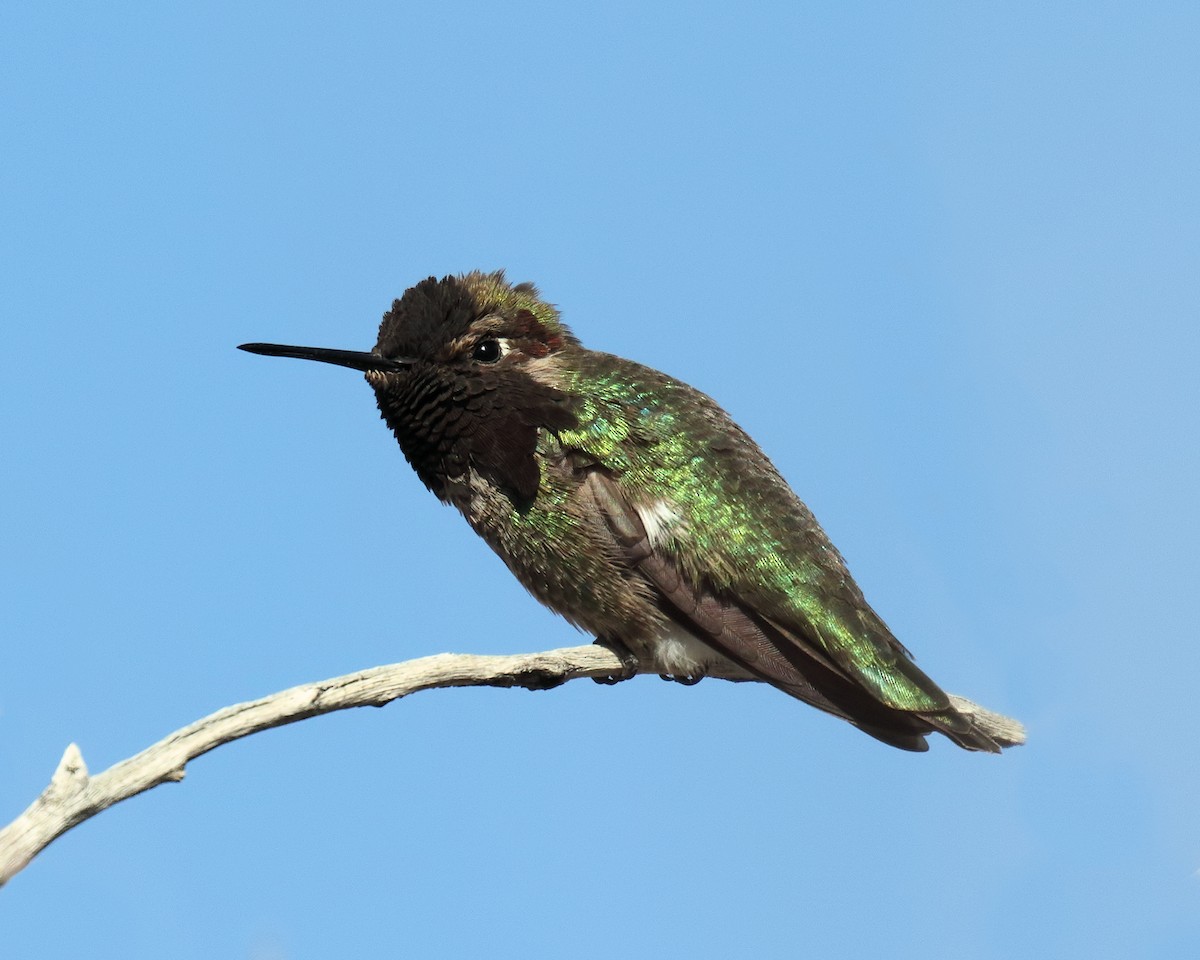 Costa's Hummingbird - Ian K Barker