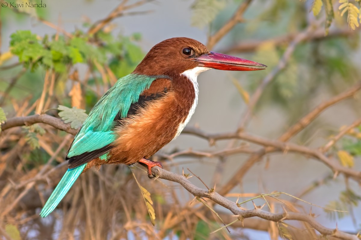 White-throated Kingfisher - Kavi Nanda