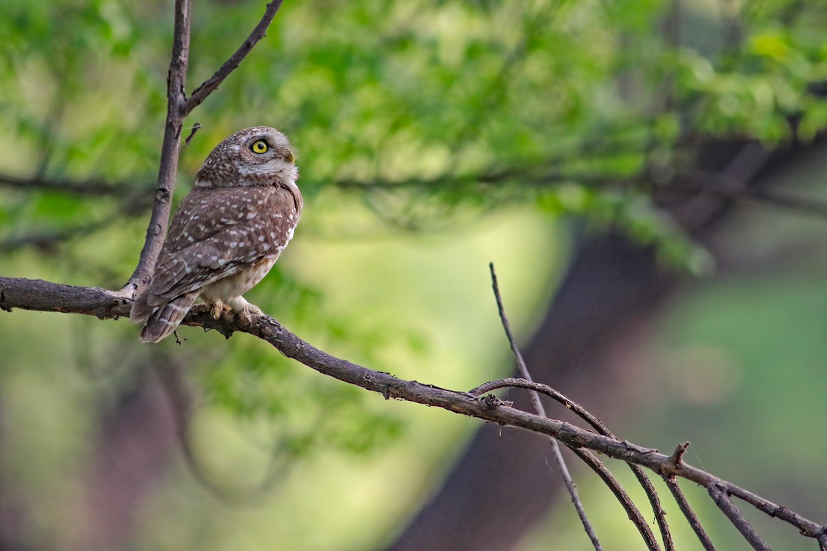 Spotted Owlet - ML205595451