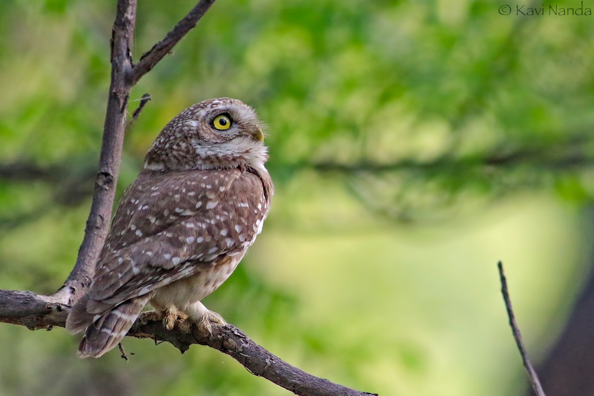 Spotted Owlet - ML205595461