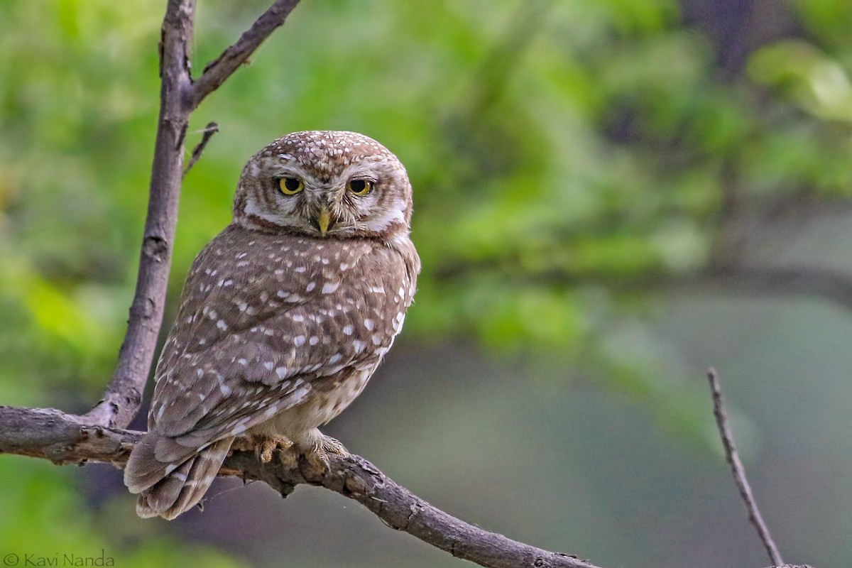Spotted Owlet - ML205595471
