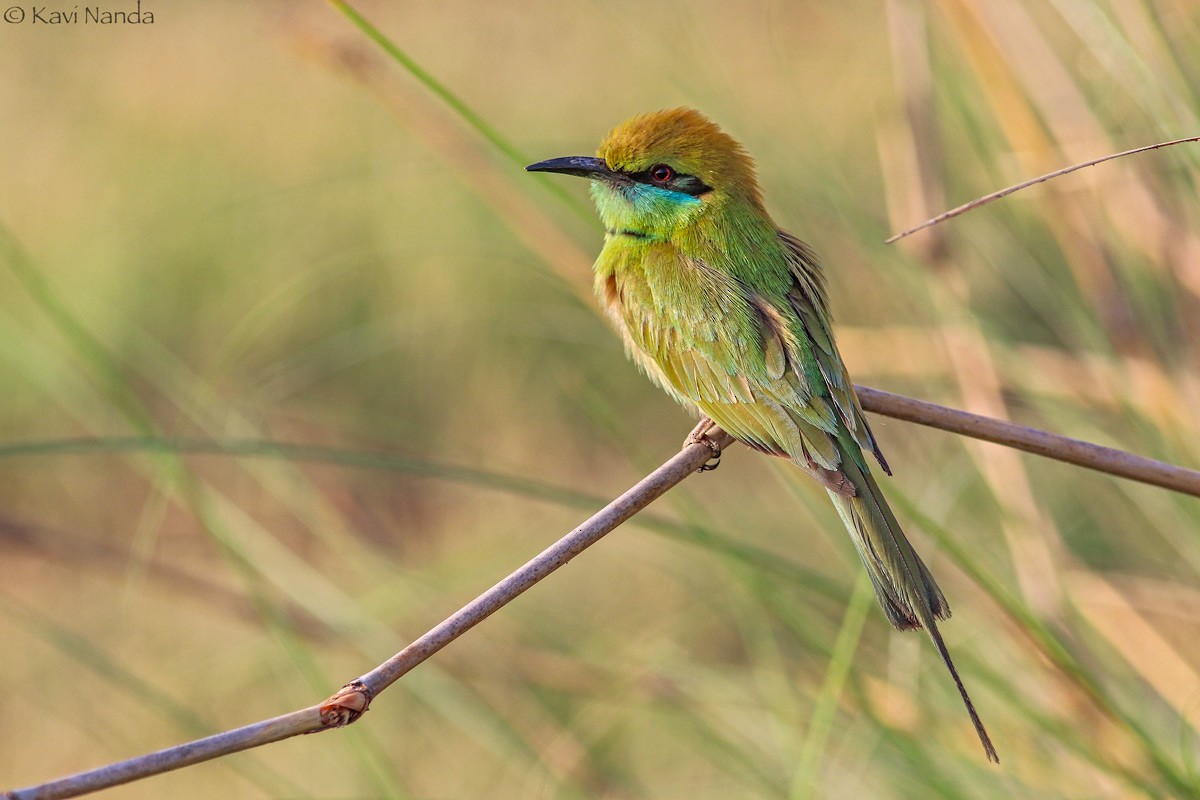 Asian Green Bee-eater - Kavi Nanda