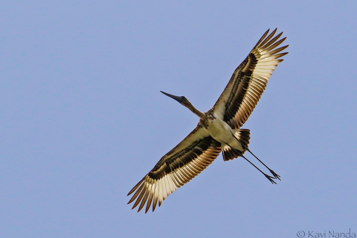 Black-necked Stork - Kavi Nanda