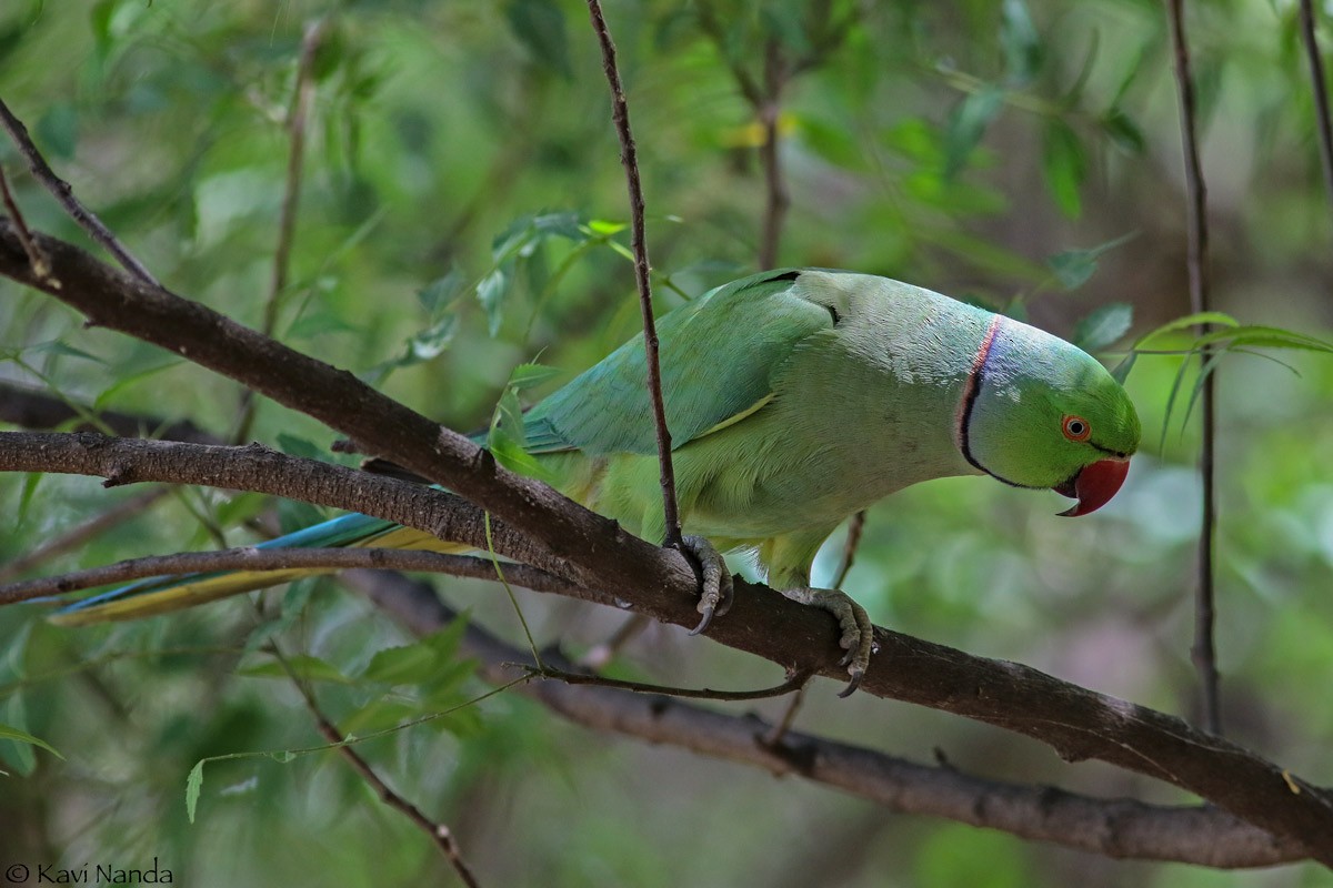 Rose-ringed Parakeet - Kavi Nanda