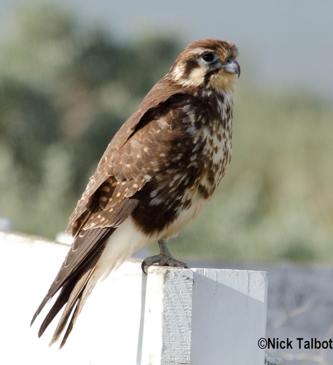 Brown Falcon - Nicholas Talbot