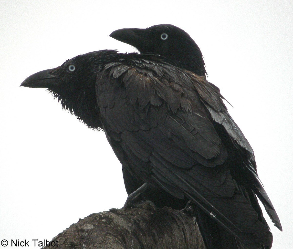 Torresian Crow - ML205595791