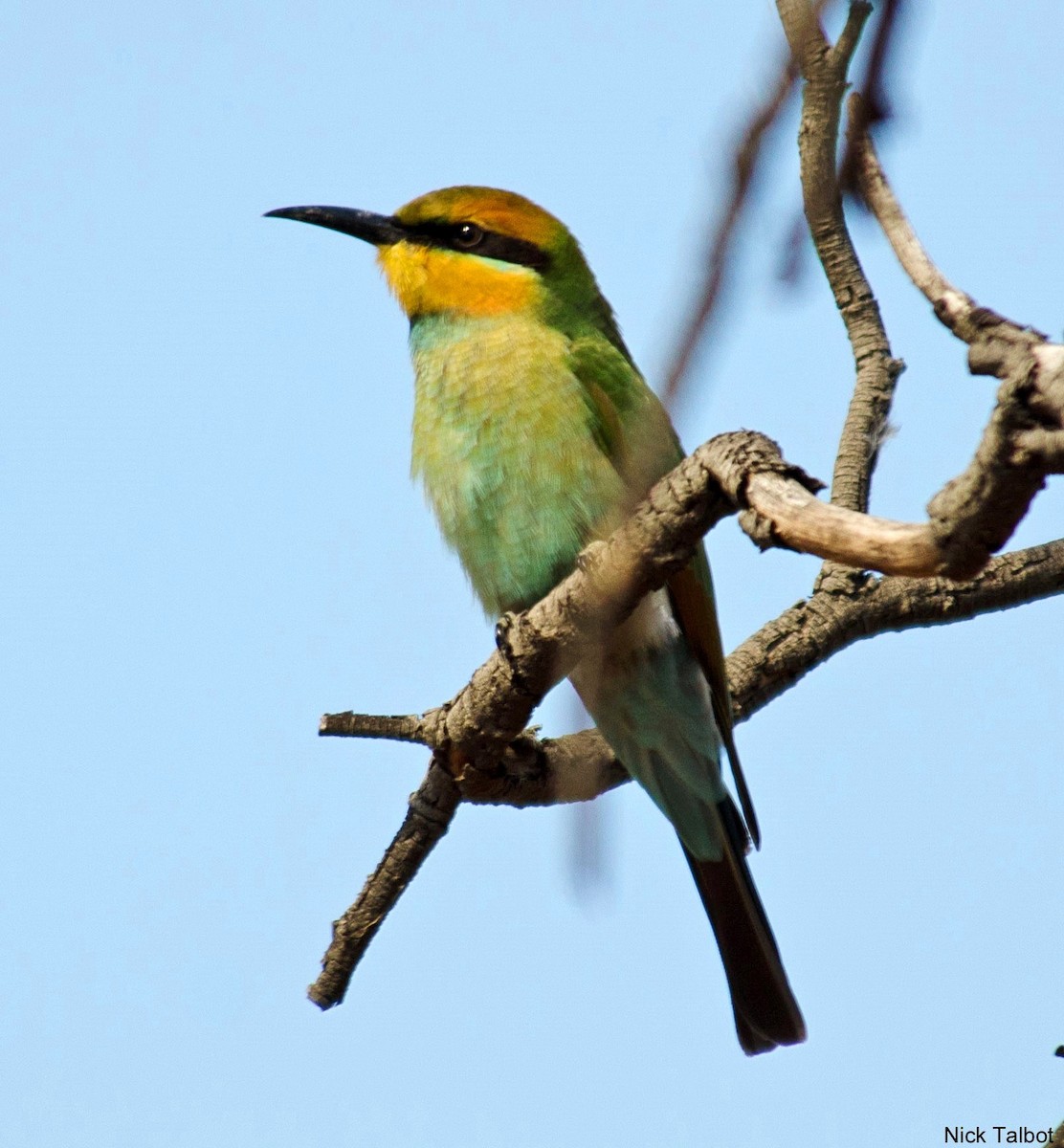 Rainbow Bee-eater - Nicholas Talbot