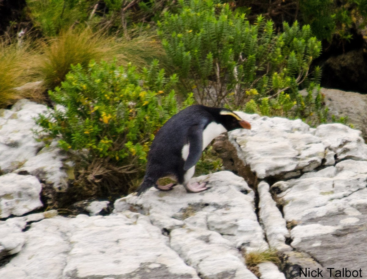 Fiordland Penguin - Nicholas Talbot