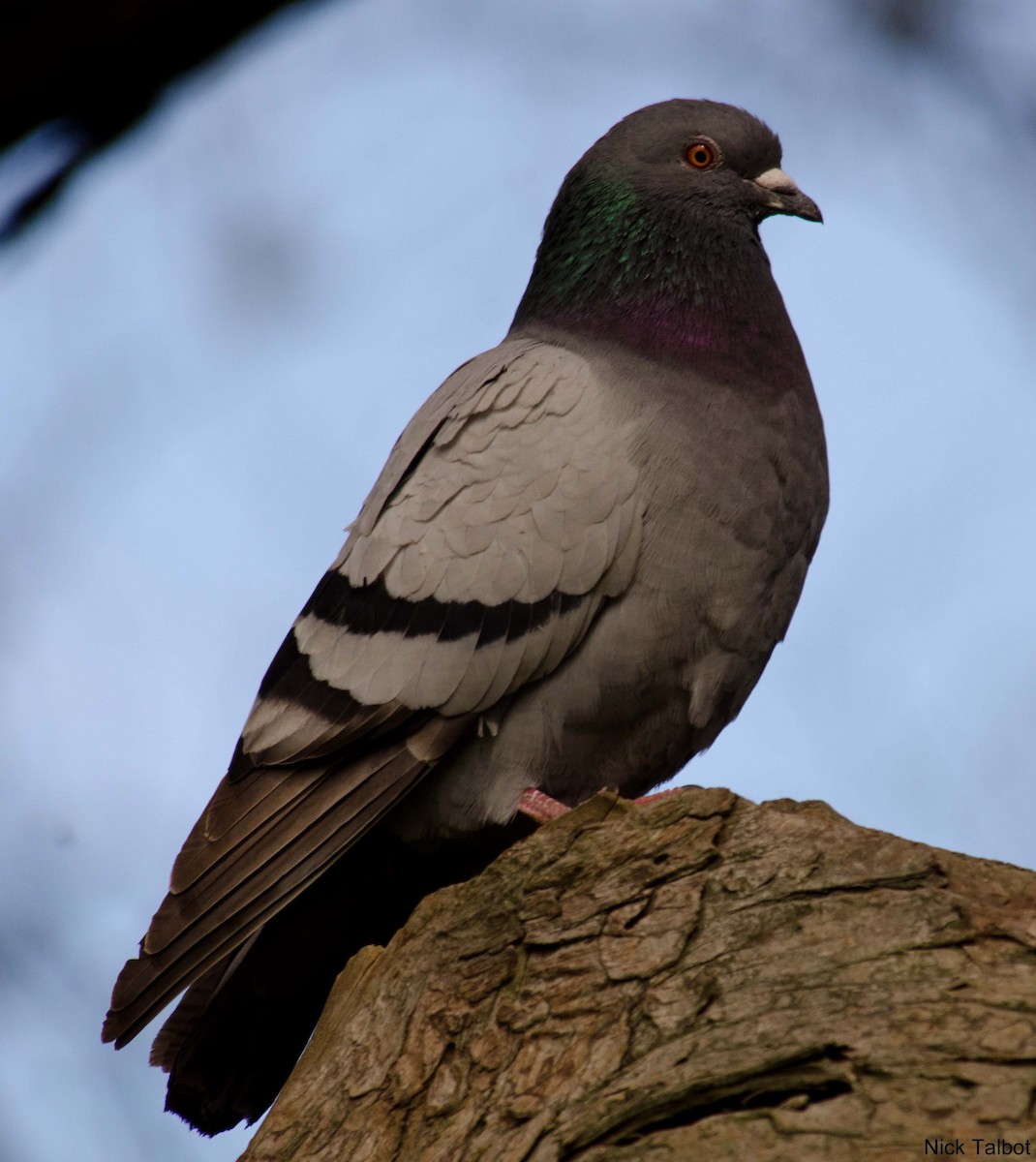 Rock Pigeon (Feral Pigeon) - ML205596421