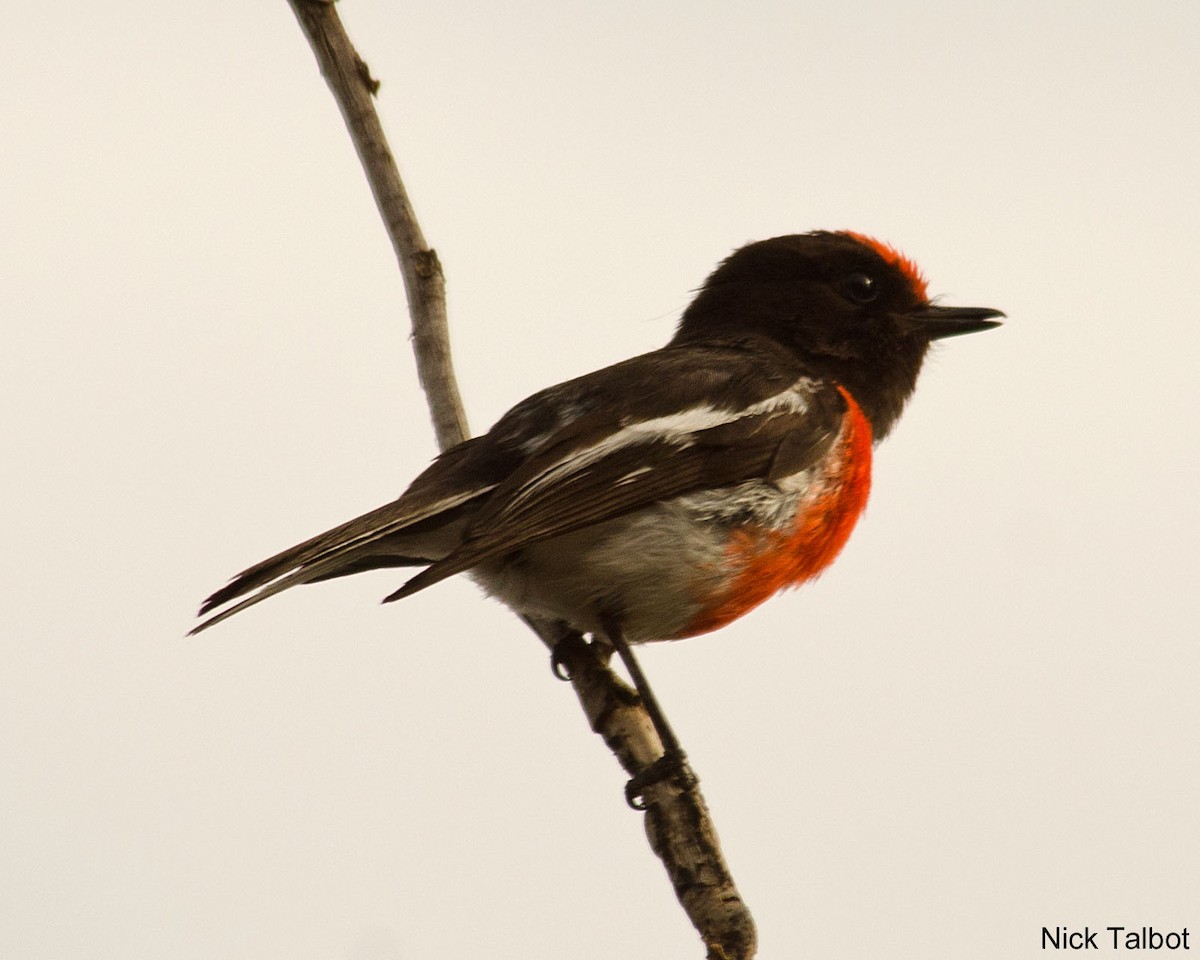 Red-capped Robin - ML205596491