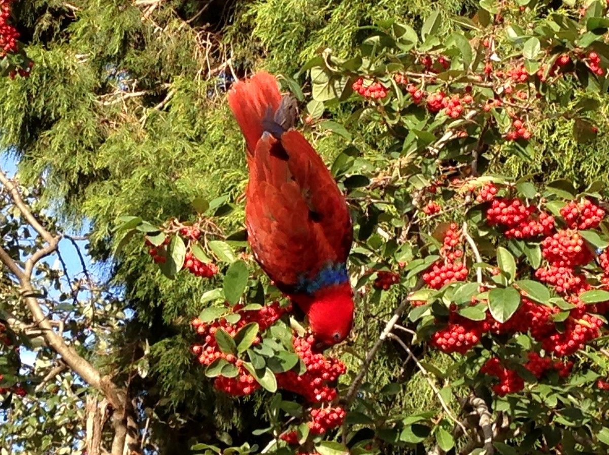 Papua Eklektus Papağanı - ML205596521