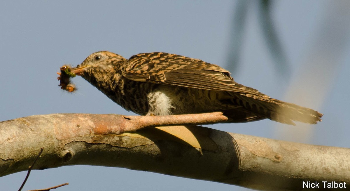 Brush Cuckoo (Australasian) - Nicholas Talbot