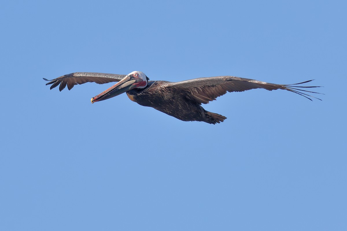 Brown Pelican (California) - Ian K Barker