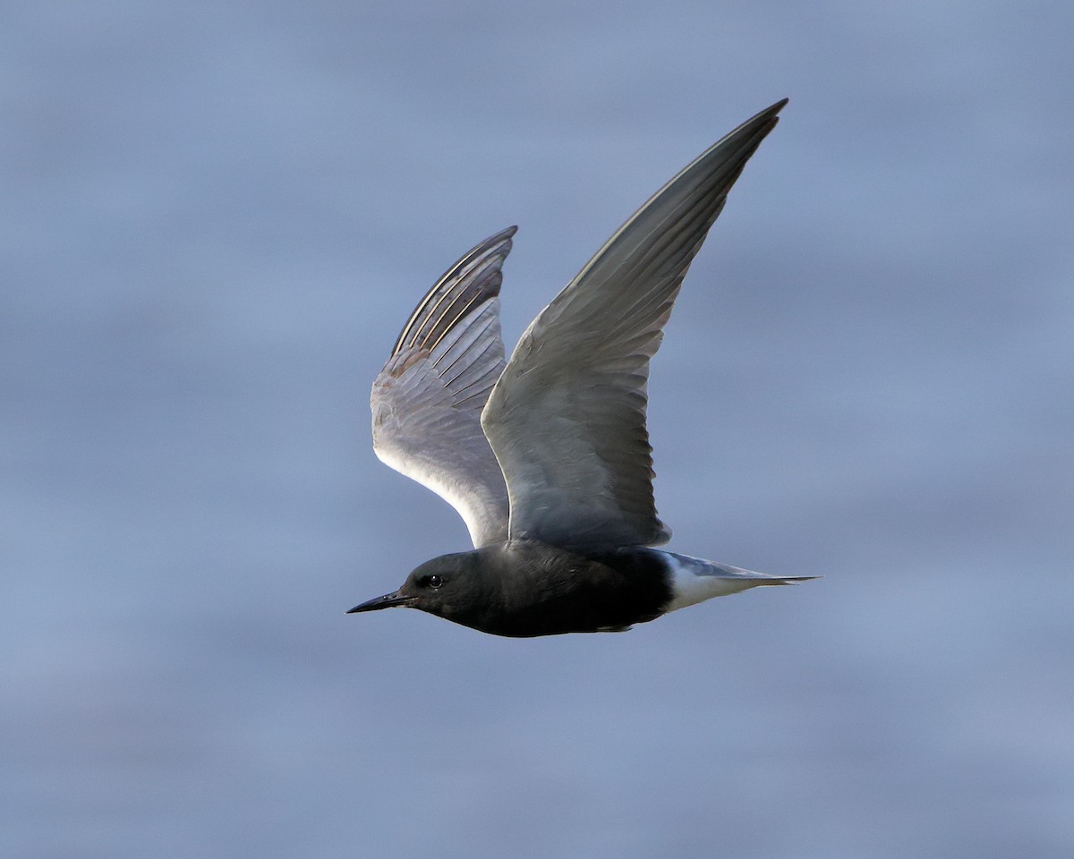 Black Tern (American) - Ian K Barker
