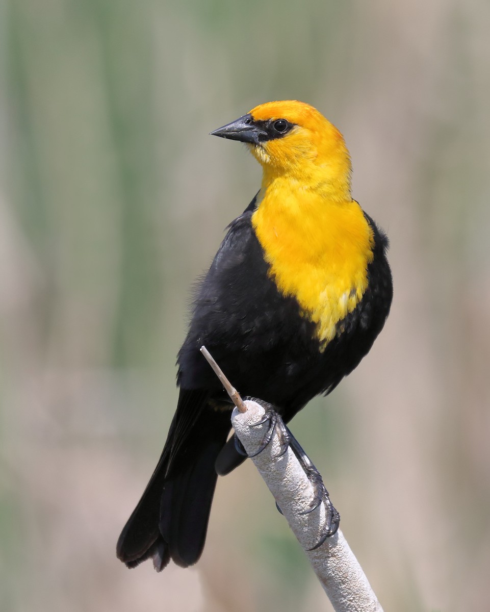 Yellow-headed Blackbird - Ian K Barker
