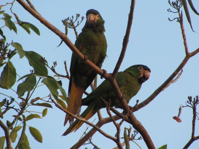 Red-shouldered Macaw (Southern) - ML205597461