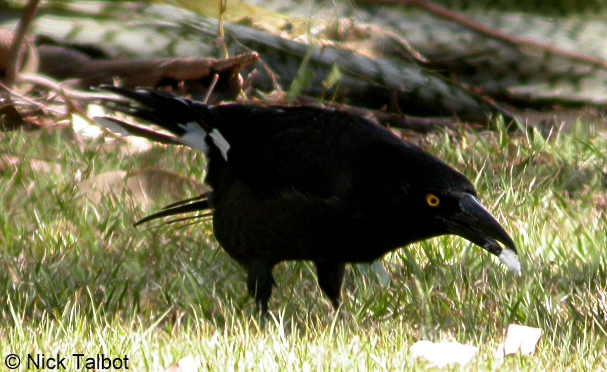 Pied Currawong - ML205597621