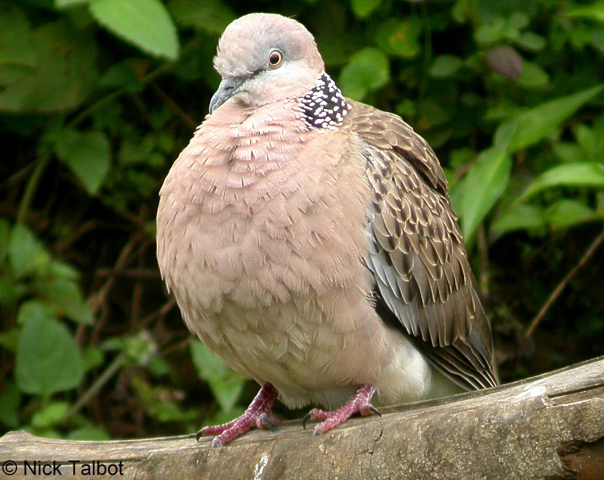 Spotted Dove (Eastern) - ML205597641