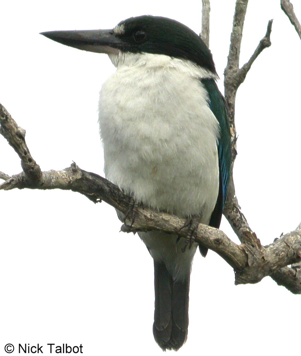 Torresian Kingfisher - ML205597711