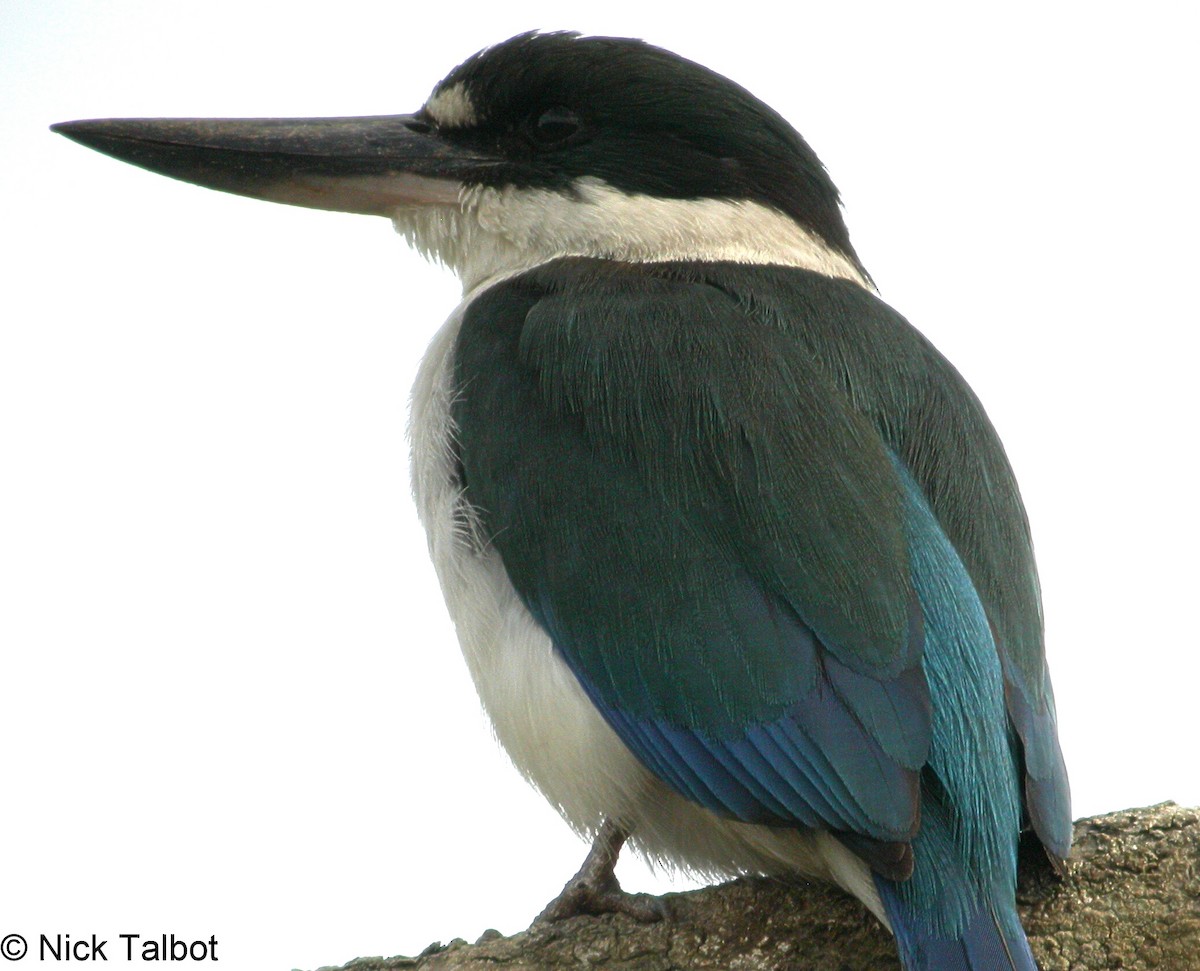Torresian Kingfisher - Nicholas Talbot