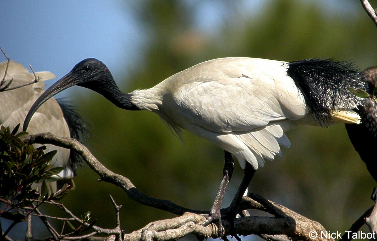 ibis australský - ML205597781