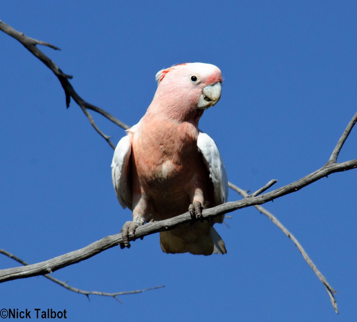 Pink Cockatoo - Nicholas Talbot