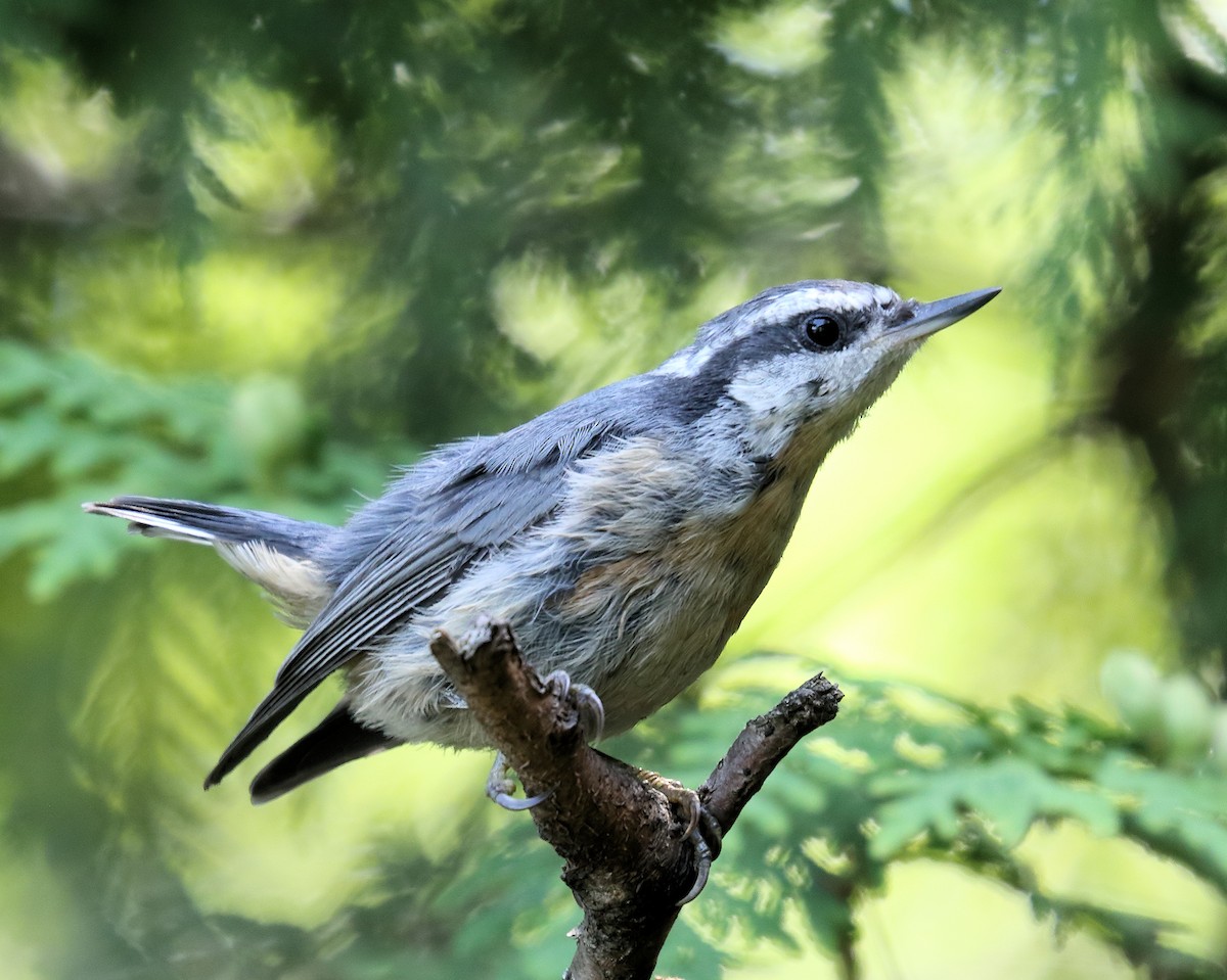 Red-breasted Nuthatch - Ian K Barker