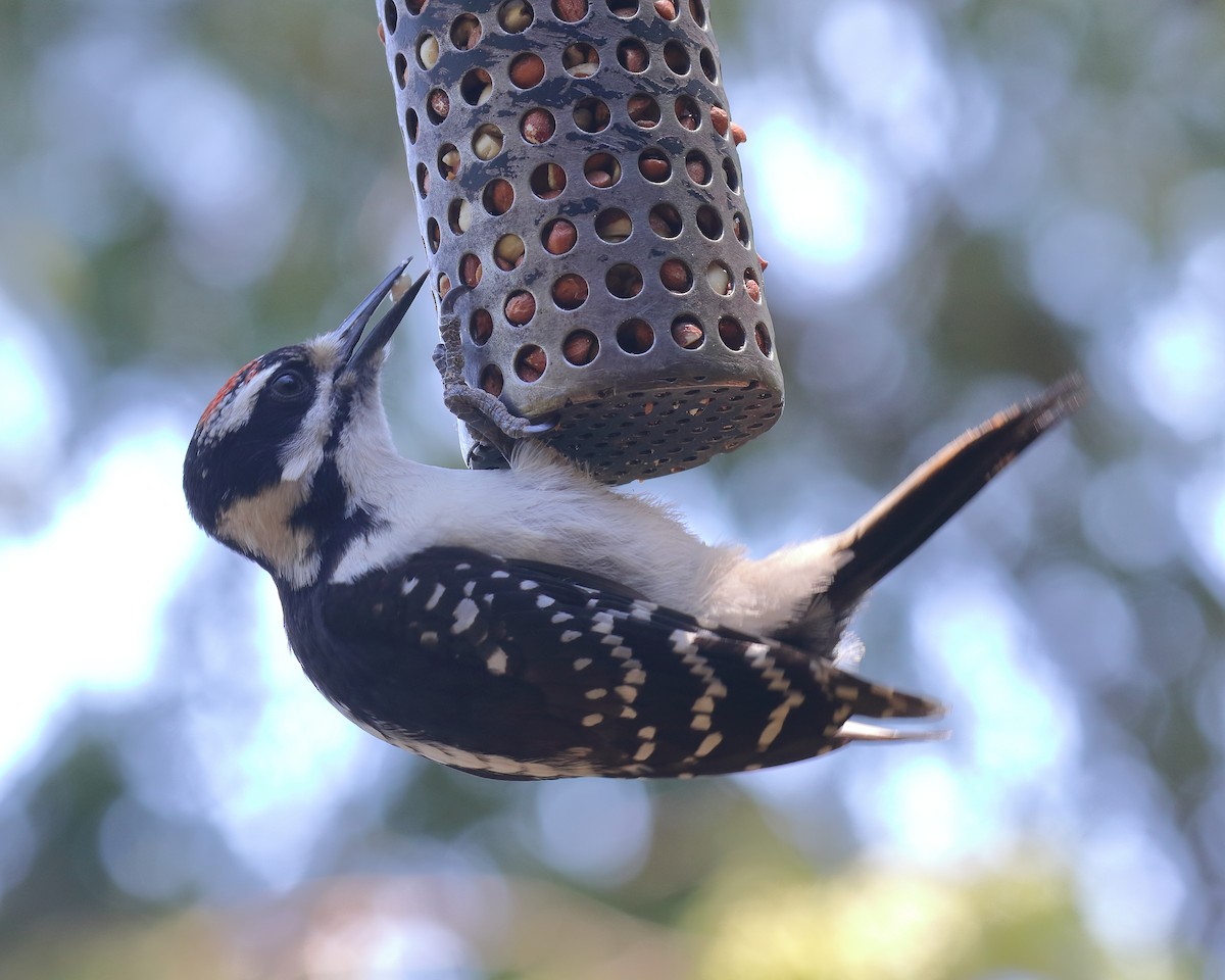 Hairy Woodpecker (Eastern) - ML205598641
